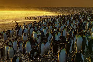 King Penguin Gallery: King penguin (Aptenodytes patagonicus) colony at dawn, Salisbury Plain, South Georgia