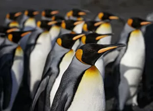 Images Dated 29th September 2017: King penguin (Aptenodytes patagonicus) colony. Right Whale Bay, South Georgia. September