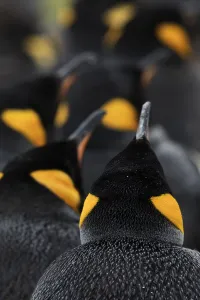 King penguin (Aptenodytes patagonicus) colony, Volunteer Point, East Falkland, Falkland King penguin (Aptenodytes patagonicus) colony, Volunteer Point, East Falkland, Falkland