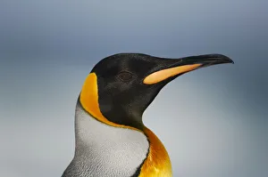 King Penguin Gallery: King penguin {Aptenodytes patagonicus} head profile, Falkland Islands