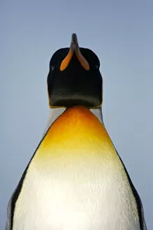 King Penguin Gallery: King penguin {Aptenodytes patagonicus} portrait, Falkland Islands