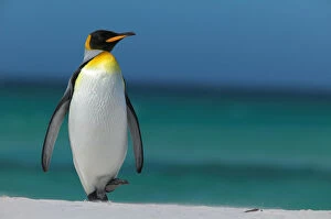 Aptenodytes Patagonicus Gallery: King penguin walking on beach (Aptenodytes patagonicus) Falkland Islands