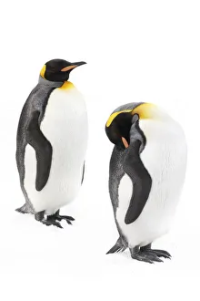 Sphenisciformes Gallery: King penguins 1+Aptenodytes patagonicus+1. Grytviken, South Georgia. November