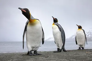 Sphenisciformes Gallery: King penguins 1+Aptenodytes patagonicus+1 group of three on the shore, St. Andrews Bay