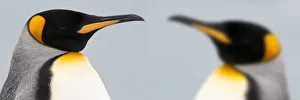 King Penguin Gallery: King Penguins (Aptenodytes patagonicus) head portraits, on the beach at Salisbury Plain