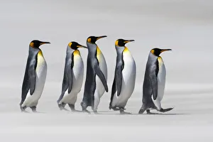 King Penguin Gallery: King penguins (Aptenodytes patagonicus) walking in line on a windy beach. Sanders Island