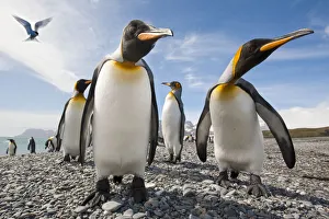 King penguins (Aptenodytes patagonicus) on the beach at Salisbury Plain King penguins (Aptenodytes patagonicus) on the beach at Salisbury Plain