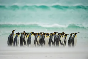 King penguins (Aptenodytes patagonicus) group walking along beach in front of wave King penguins (Aptenodytes patagonicus) group walking along beach in front of wave