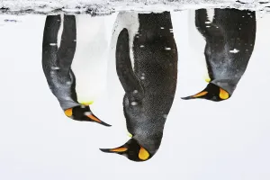 Sphenisciformes Gallery: Three King penguins (Aptenodytes patagonicus) reflections in water, Salisbury Plain, South Georgia
