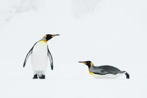 Sphenisciformes Gallery: King penguins (Aptenodytes patagonicus) walk back to their breeding colony