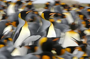 King penguins (Aptenodytes patagonicus) colony, Antarctica King penguins (Aptenodytes patagonicus) colony, Antarctica