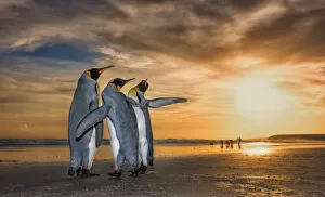 Sphenisciformes Gallery: King penguins (Aptenodytes patagonicus) at sunrise