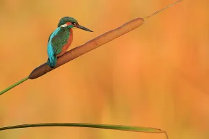 Kingfisher (Alcedo athis) perched on bull rush, Ubrique, Andalusia, Southern Spain Kingfisher (Alcedo athis) perched on bull rush, Ubrique, Andalusia, Southern Spain