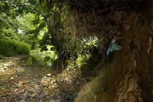 Images Dated 26th June 2008: Kingfisher (Alcedo atthias) adult male flying into nest with fish. Halcyon River, England, UK