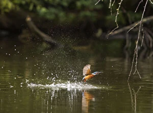 Kingfisher (Alcedo atthis) female emerging from water with fish, Hampstead Heath, London