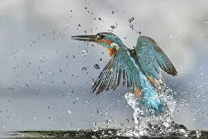 Kingfisher (Alcedo atthis) male, after diving, taking off from water, Lorraine, France, July