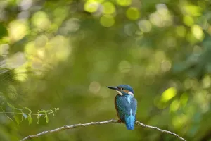 Kingfisher (Alcedo atthis) male perched on branch, Lorraine, France, July Kingfisher (Alcedo atthis) male perched on branch, Lorraine, France, July