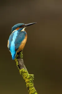 Kingfisher (Alcedo atthis) perched. Worcestershire, UK, October Kingfisher (Alcedo atthis) perched. Worcestershire, UK, October