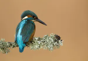 Kingfisher (Alcedo atthis) perched with lichen. Worcestershire, UK, March Kingfisher (Alcedo atthis) perched with lichen. Worcestershire, UK, March