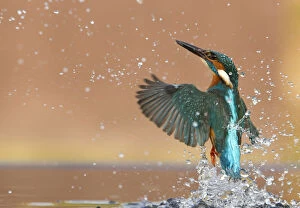 Images Dated 24th March 2012: Kingfisher (Alcedo atthis) rising from water after diving for prey. Worcestershire, UK, March