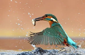 Splash Gallery: Kingfisher (Alcedo atthis) taking off from water with caught fish. Worcestershire, UK, March