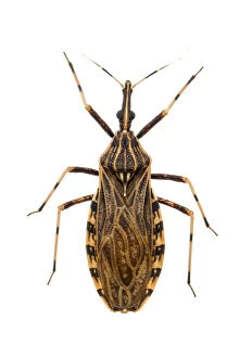 Weird and Ugly Creatures Gallery: Kissing bug (Rhodnius pictipes), an important vector in the spread of Chagas disease