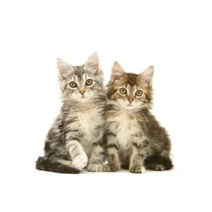 Tabby Maine Coon kittens Print on White Background