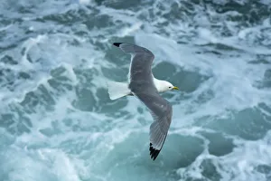 Kittiwake (Rissa tridactyla) flying over sea. Great Saltee Island, Saltee Islands Kittiwake (Rissa tridactyla) flying over sea. Great Saltee Island, Saltee Islands