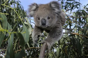 Koala (Phascolarctos cinereus) juvenile in tree, Otway National Park, Victoria, Australia Koala (Phascolarctos cinereus) juvenile in tree, Otway National Park, Victoria, Australia