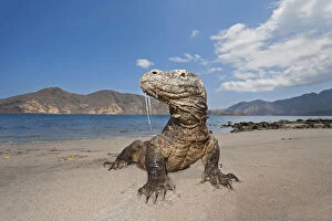 Images Dated 17th December 2012: Komodo dragons (Varanus komodoensis) on shore with saliva dripping from mouth, Rinca Island