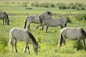 Images Dated 8th June 2011: Konik horse (Equus caballus) herd grazing with two stallions interacting, Wicken Fen
