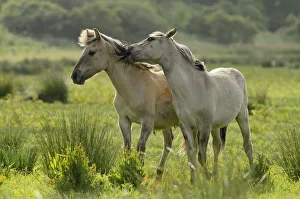 Konik horse (Equus caballus) mutual grooming, wild herd in rewilding project, Wicken Fen Konik horse (Equus caballus) mutual grooming, wild herd in rewilding project, Wicken Fen