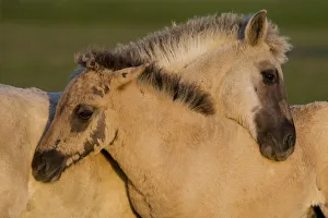 Two Konik horse foals mutual grooming, Oostvaardersplassen, Netherlands, June 2009 Two Konik horse foals mutual grooming, Oostvaardersplassen, Netherlands, June 2009