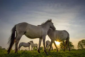 Konik horses (Equus ferus caballus) interacting at sunset, floodplain of the river Rijn Konik horses (Equus ferus caballus) interacting at sunset, floodplain of the river Rijn