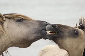 Two Konik Wild Horse (Equus ferus caballus) interacting. The Netherlands, November Two Konik Wild Horse (Equus ferus caballus) interacting. The Netherlands, November