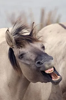 Konik Wild Horse (Equus ferus caballus) yawning. The Netherlands, November Konik Wild Horse (Equus ferus caballus) yawning. The Netherlands, November