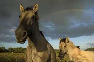 Two Konik Wild Horses (Equus ferus caballus) stand in front of a rainbow in grassland habitat Two Konik Wild Horses (Equus ferus caballus) stand in front of a rainbow in grassland habitat