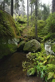Images Dated 21st September 2008: Krinice River flowing by large rocks in wood, Kyov, Ceske Svycarsko / Bohemian Switzerland
