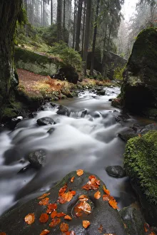 Krinice River flowing past large rocks in forest with fallen leaves on rock in river Krinice River flowing past large rocks in forest with fallen leaves on rock in river