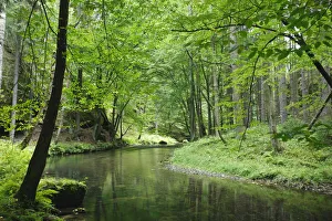 Krinice River flowing through wood, Dlouhy Dul, Ceske Svycarsko / Bohemian Switzerland Krinice River flowing through wood, Dlouhy Dul, Ceske Svycarsko / Bohemian Switzerland