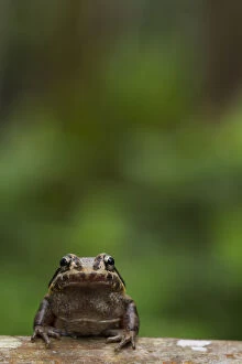 Images Dated 4th August 2012: Labiated jungle frog (Leptodactylus labrosus) portrait, Canande, Esmeraldas, Ecuador