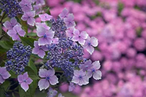 Lace cap Hydrangea Lilacina in woodland garden, England, UK, August Lace cap Hydrangea Lilacina in woodland garden, England, UK, August