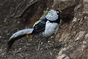 Lady Amhersts pheasant (Chrysolophus amherstiae) male walking on ground in Baihualing Lady Amhersts pheasant (Chrysolophus amherstiae) male walking on ground in Baihualing