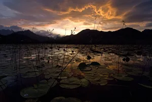 Lake Skadar at sunset, Lake Skadar National Park, Montenegro, May 2008 Lake Skadar at sunset, Lake Skadar National Park, Montenegro, May 2008