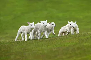 New Life Collection: Lambs in meadow in spring, UK, April