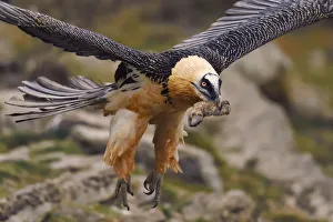 Lammergeier or Bearded vulture, adult, Gypaetus barbatus, at feeding site and wildlife Lammergeier or Bearded vulture, adult, Gypaetus barbatus, at feeding site and wildlife