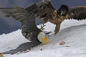 Magnus Elander Gallery: Lammergeier / Bearded vulture (Gypaetus barbatos) adult and juvenile squabbling over food in snow