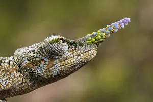 Lance-nosed chameleon (Calumma gallus), Andasibe-Mantadia National Park. Madagascar Lance-nosed chameleon (Calumma gallus), Andasibe-Mantadia National Park. Madagascar