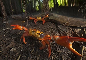Images Dated 23rd October 2014: Land Crab (Gecarcinus planatus) in defensive display, Socorro Island, Revillagigedo