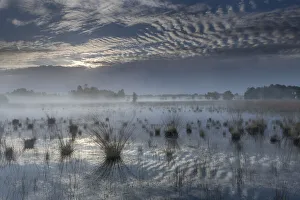 Landscape of fen and clouds, Klein Schietveld, Brasschaat, Belgium, May 2021 Landscape of fen and clouds, Klein Schietveld, Brasschaat, Belgium, May 2021